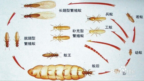 白蚁防治