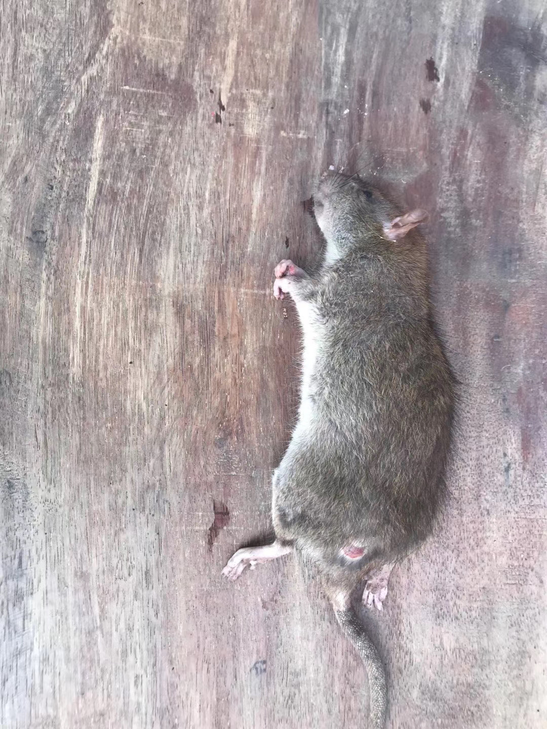 坦洲鼠类防治 坦洲灭鼠公司 坦洲快速灭鼠