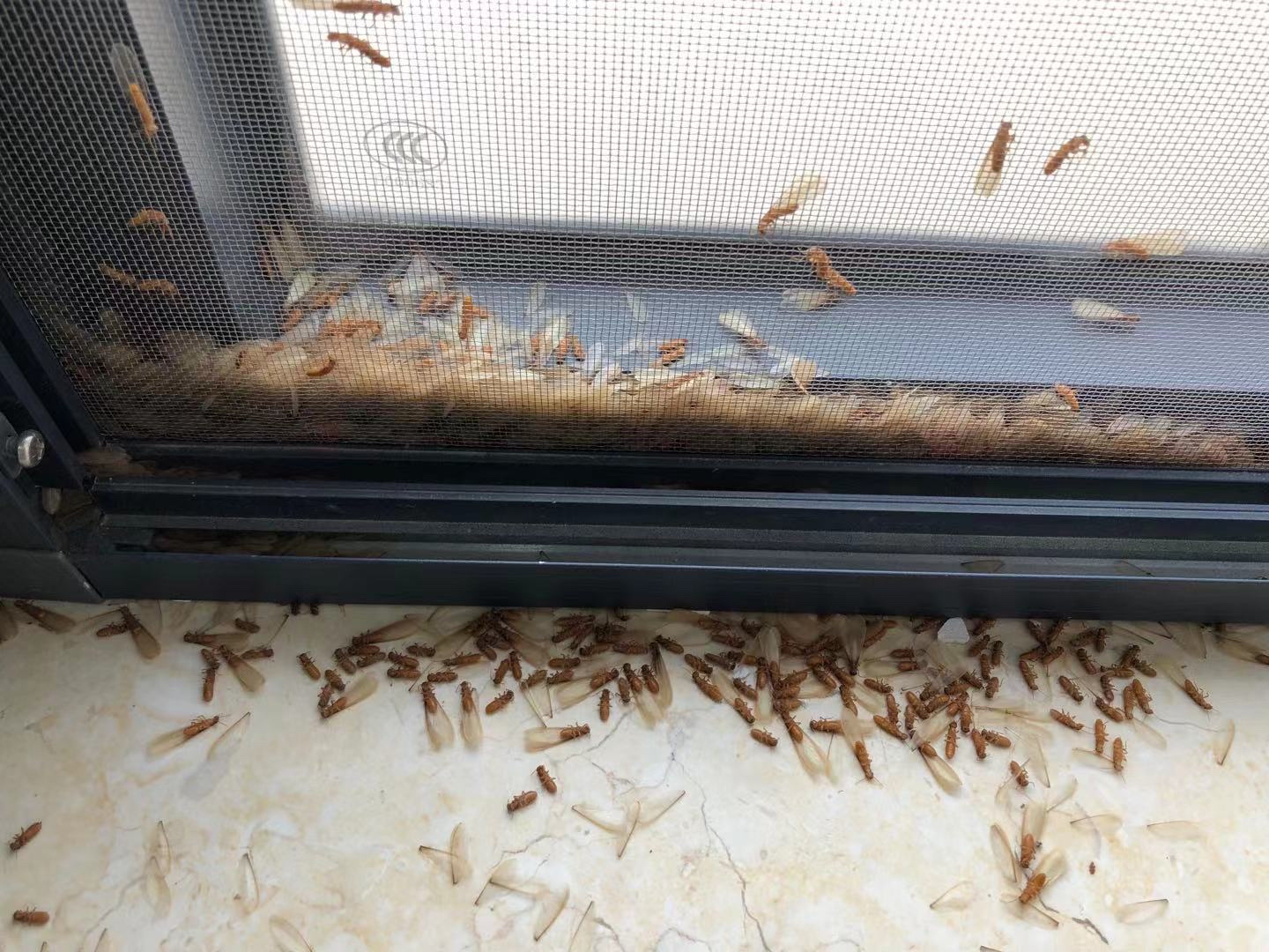 又到白蚁分飞季,房屋安全很揪心!如何预防话你知