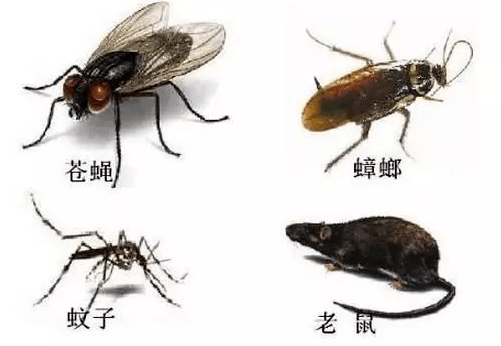中山校园消杀除四害 中山校园杀虫灭鼠  